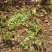 Hypericum humifusum (třezalka rozprostřená), Hypericaceae