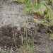 Puccinelia distans (zblochanec oddálený), Poaceae