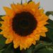 Helianthus annus (slunečnice roční), Asteraceae