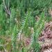 Lycopodium annotinum (plavuň pučivá), Lycopodiophyta