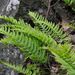 Polypodium vulgare (osladič obecný), Polypodiophyta
