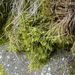 Dicranum polysetum (dvouhrotec čeřitý)