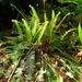 Blechnum spicant (žebrovice různolistá), Polypodiophyta