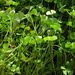 Marsilea quadrifolia (marsilka čtyřlistá), Polypodiophyta