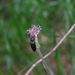 Homogyne alpina (podbělice alpská), Asteraceae