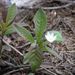Trientalis europaea (sedmikvítek evropský), Primulaceae
