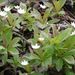 Trientalis europaea (sedmikvítek evropský), Primulaceae