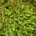 Selaginella helvetica (vraneček švýcarský), Lycopodiophyta