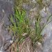 Asplenium septentrionale (sleziník severní), Polypodiophyta
