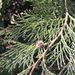 Chamaecyparis pisifera (cypřišek hrachonosný), Cupressaceae