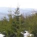 Picea abies (smrk ztepilý), Pinaceae