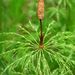 Equisetum sylvaticum (přeslička lesní), Equisetophyta