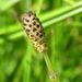 Equisetum palustre (přeslička bahenní), Equisetophyta