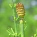 Equisetum fluviatile (přeslička poříční), Equisetophyta