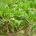 Beta vulgaris Rapacea (řepa krmná), Chenopodiaceae