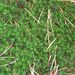 Polytrichum formosum (ploník ztenčený), Bryophyta