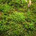 Syntrichia ruralis (rourkatec obecný), Bryophyta