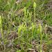 Lycopodium clavatum (plavuň vidlačka), Lycopodiophyta