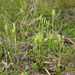 Lycopodium clavatum (plavuň vidlačka), Lycopodiophyta