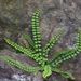 Asplenium trichomanes (sleziník červený), Polypodiophyta