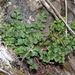 Asplenium ruta-muraria (sleziník routička), Polypodiophyta