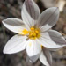 Sisyrinchium junceum (E. Mey ex Presl)