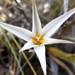 Tristagma patagonicum (Baker) Traub