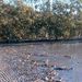 Mangrove 1