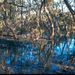 Mangrove 2