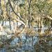 Mangrove 3