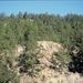Lesy borovice kanárské (Pinus canariensis)