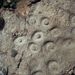 Geologická činnost organismů: Vrtavá činnost organismů