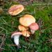 Gomphidius roseus (L.) Fr.