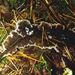 Thelephora terrestris Pers.: Fr.