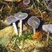 Laccaria amethystina (Bolt.: Hooker) Murr.