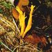 Calocera viscosa (Pers.: Fr.) Fr.