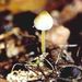 Mycena epipterygia (Scop.) S. F. Gray