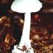 Amanita citrina (Schff.) S. F. Gray