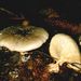 Lepista nebularis (Fr.) Harmaja