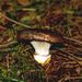 Gomphidius glutinosus (Schff.) Fr.