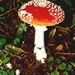Amanita muscaria (L.: Fr.) Hooker
