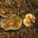 Paxillus involutus (Batsch.) Fr.