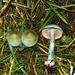 Stropharia aeruginosa (Curt.: Fr.) Quél.