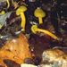 Leotia lubrica Pers.
