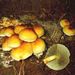Hypholoma fasciculare (Huds.: Fr.) Kummer