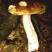 Boletus edulis Bull.: Fr.