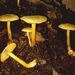 Tricholoma sulphureum (Bull.: Fr.) Kummer
