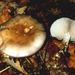 Lepista nuda (Bull.: Fr.) Cke.