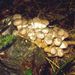 Armilariella bulbosa (Barla) Romagnesi