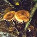 Armilariella cf. mellea (Vahl. in Fl. Dan.: Fr.) Karst.